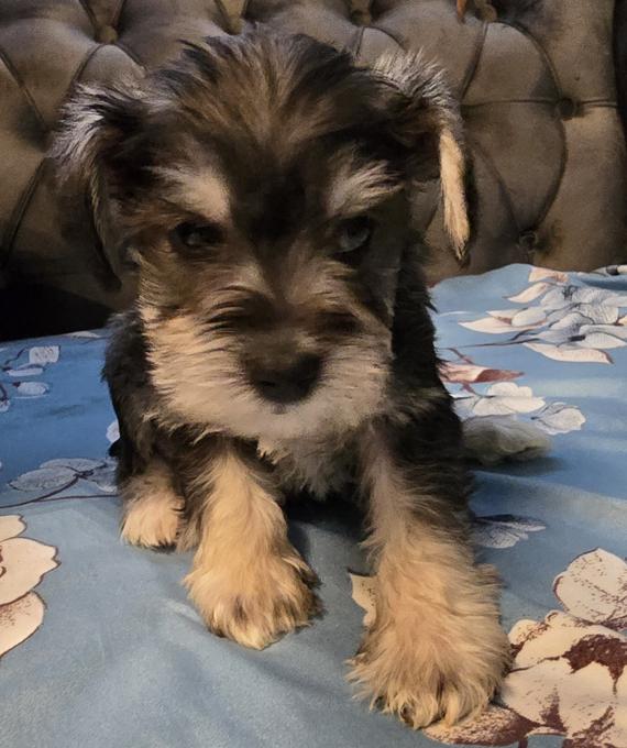 Miniature Schnauzer