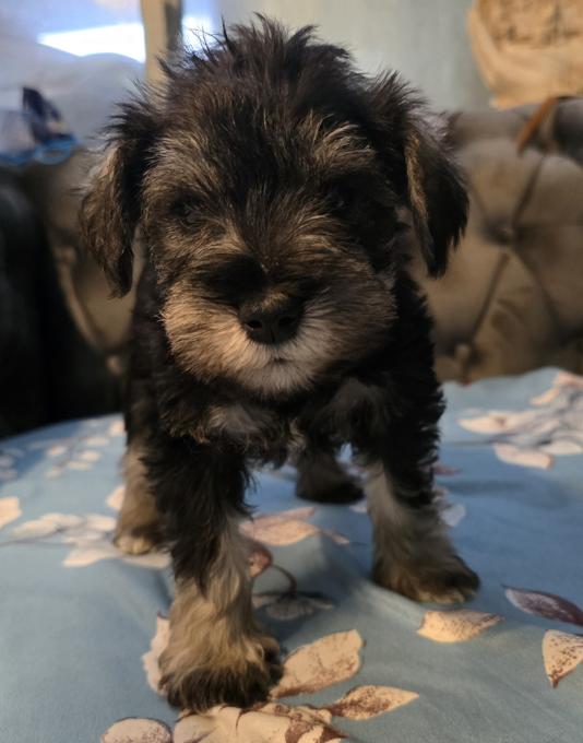 Miniature Schnauzer