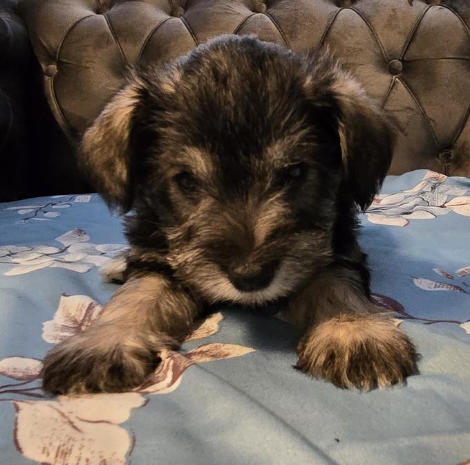 Miniature Schnauzer