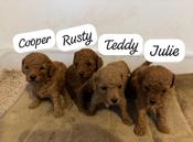 Toy Poodle