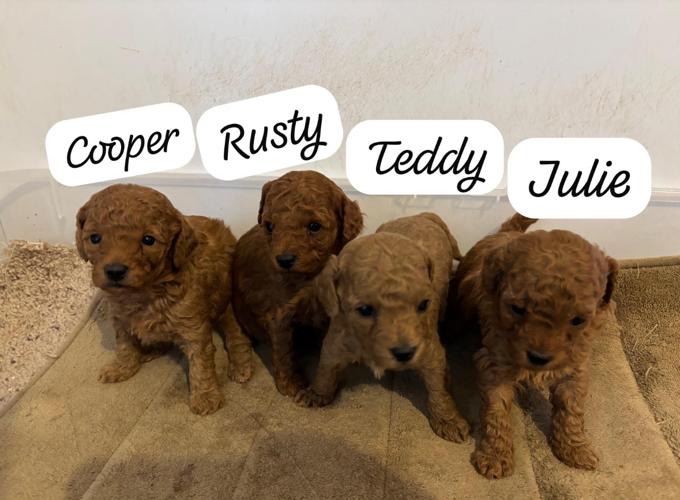 Toy Poodle