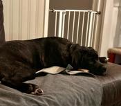 Cane Corso