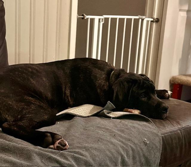 Cane Corso