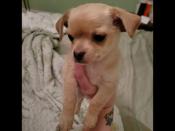 Chihuahua
