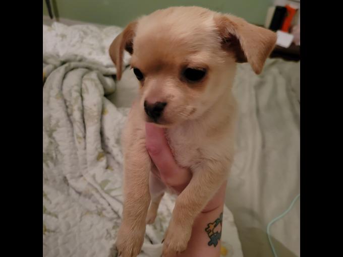 Chihuahua