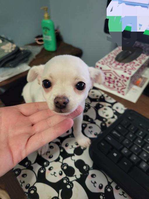 Chihuahua