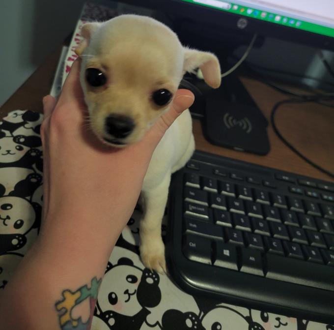 Chihuahua