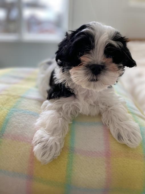 Morkie