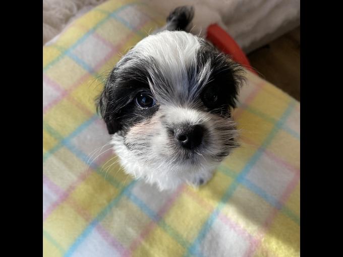 Morkie