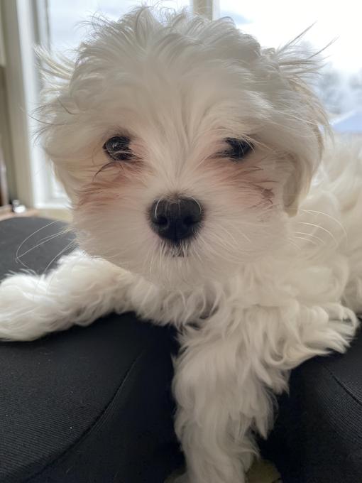 Morkie