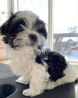Morkie