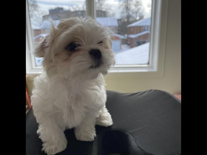 Morkie