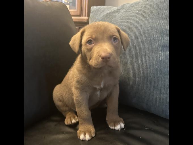 Lab