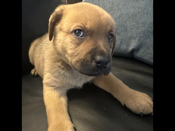 Lab