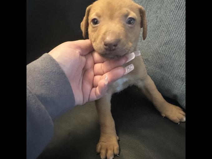 Lab
