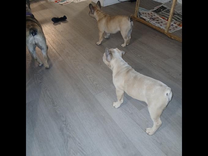 French bulldog