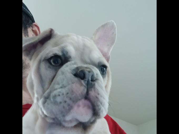 French bulldog
