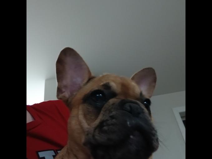 French bulldog