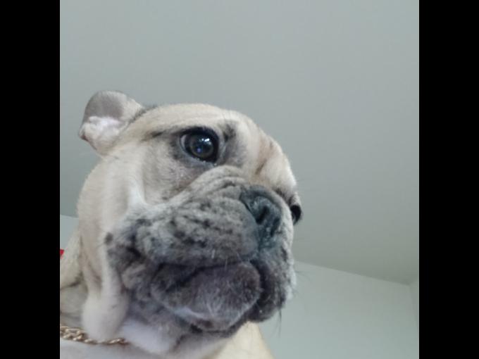 French bulldog