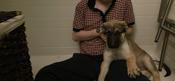 siberian-husky,german-shepherd,american-bulldog-cross
