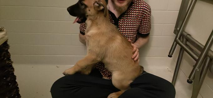 siberian-husky,german-shepherd,american-bulldog-cross