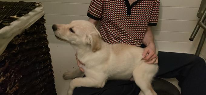 siberian-husky,german-shepherd,american-bulldog-cross