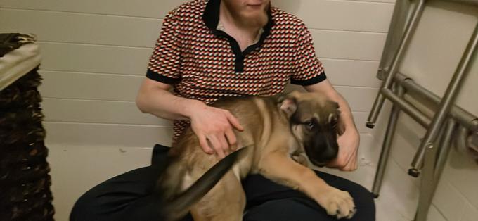 siberian-husky,german-shepherd,american-bulldog-cross