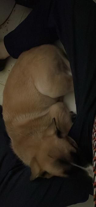 siberian-husky,german-shepherd,american-bulldog-cross
