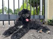 Portuguese waterdog