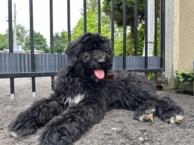 Portuguese waterdog