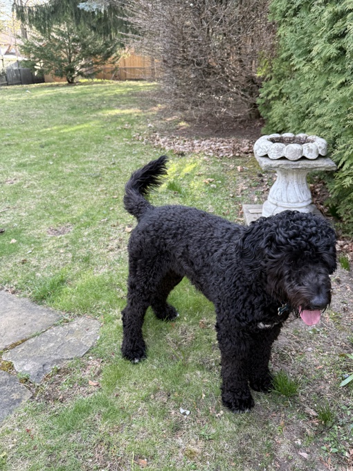 Portuguese waterdog