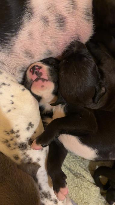 Bluetick boxer mini pitbull