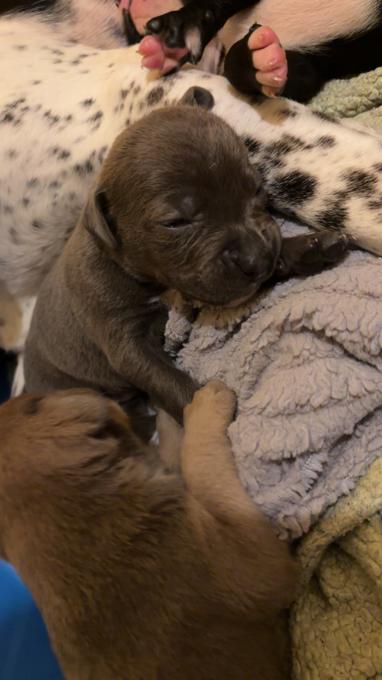 Bluetick boxer mini pitbull