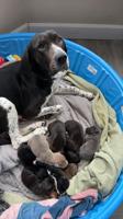 Bluetick boxer mini pitbull