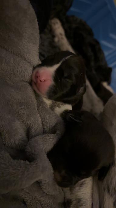 Bluetick boxer mini pitbull