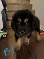 Tibetan mastiff/ great Pyrenees