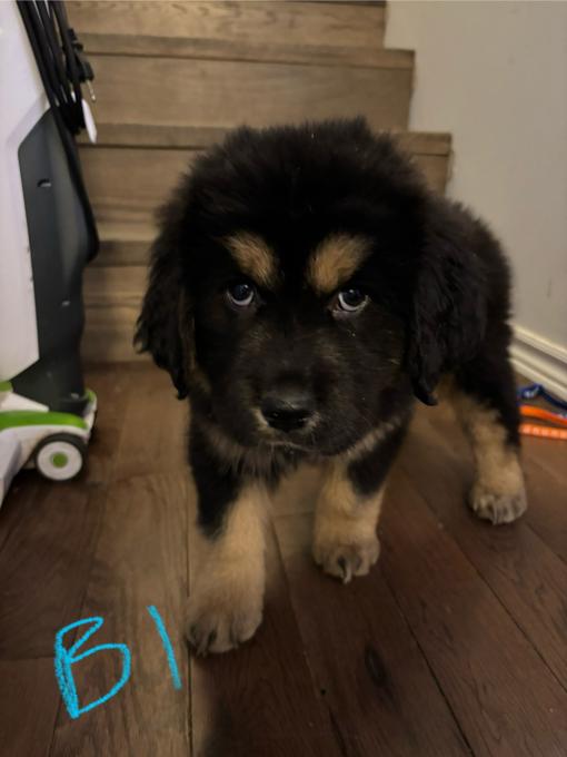 Tibetan mastiff/ great Pyrenees