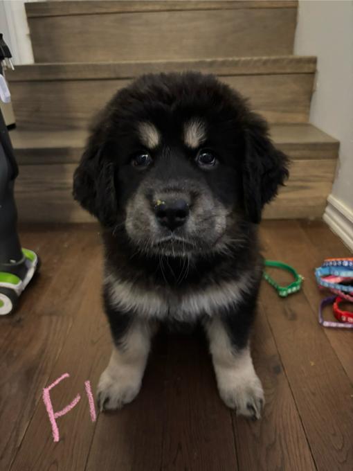 Tibetan mastiff/ great Pyrenees