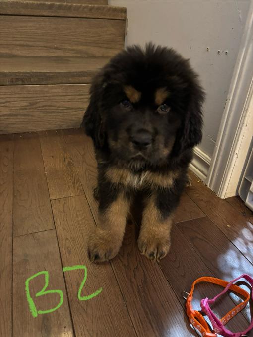 Tibetan mastiff/ great Pyrenees