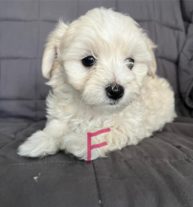 Maltipoo