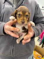 Beagle