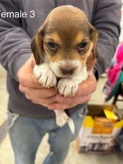 Beagle