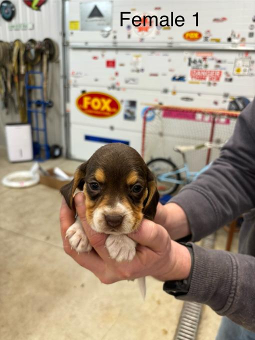Beagle