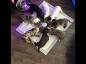 American bully mix
