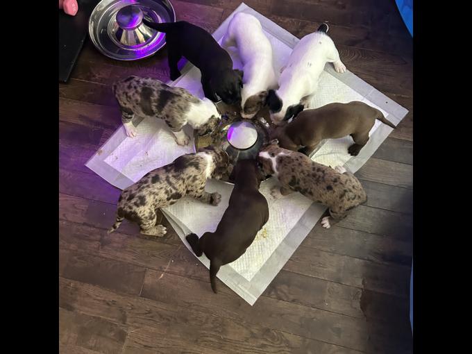American bully mix