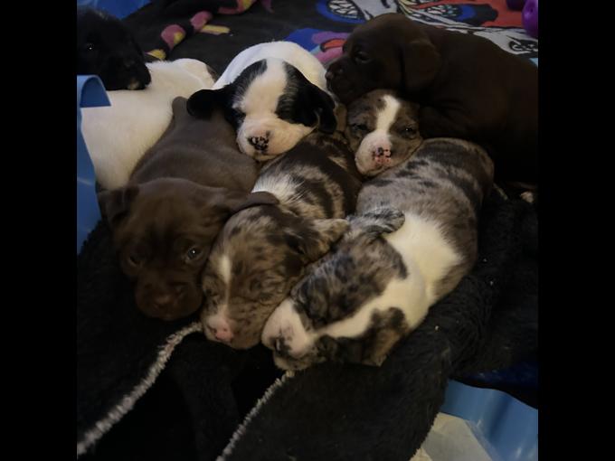 American bully mix