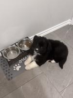 Mini Australian Shepherd
