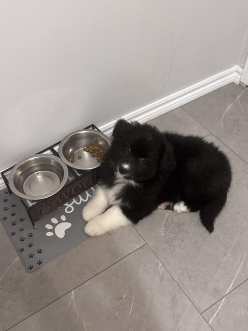 Mini Australian Shepherd