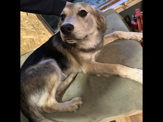 Border Collie/German Shepherd Mixed Breed