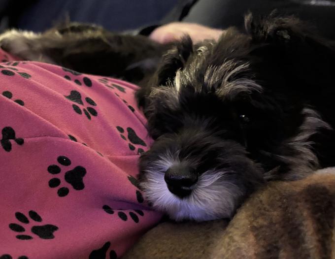 Schnauzers nains